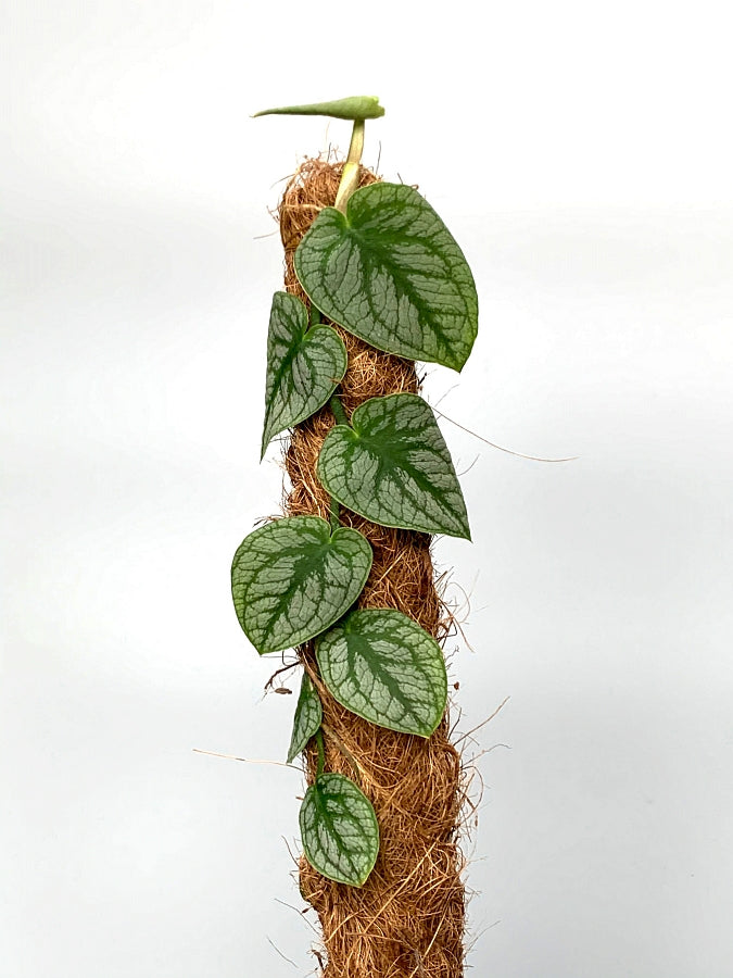 Monstera Dubia ''leaf cutting''