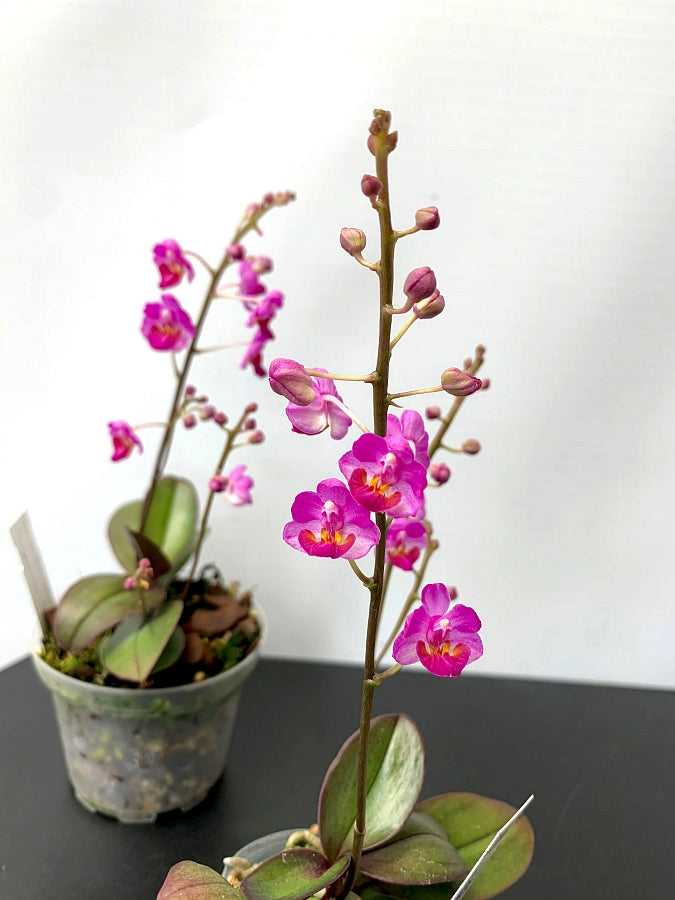 Phalaenopsis San Shia Appendo (Phal. appendiculata x Phal. pulcherrima)