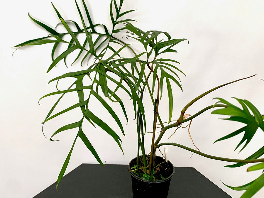 Philodendron polypodioides "Brasilien"