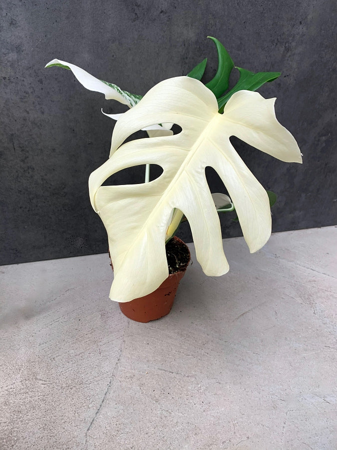 monstera mint adansonii 4" Monstera Adansonii Mint