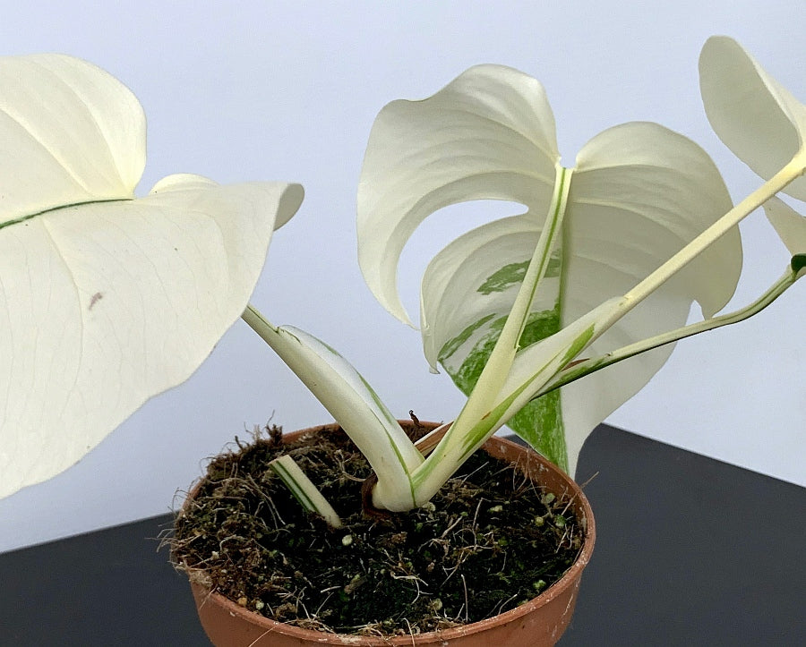 Orchidarium - ☘️🦢🍀🦢☘️🦩 Monstera variegata : 3 plantes