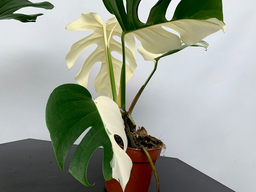 Orchidarium - ☘️🦢🍀🦢☘️🦩 Monstera variegata : 3 plantes