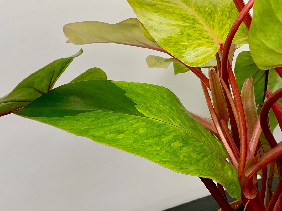 Philodendron Painted Lady (4-5 leaves)