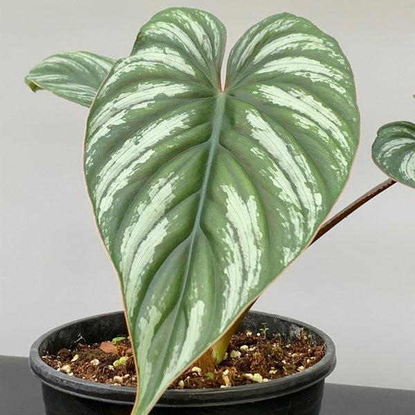 mamei silver cloud philodendron Philodendron mamei (Selection 2) "Dark Silver Leaf"