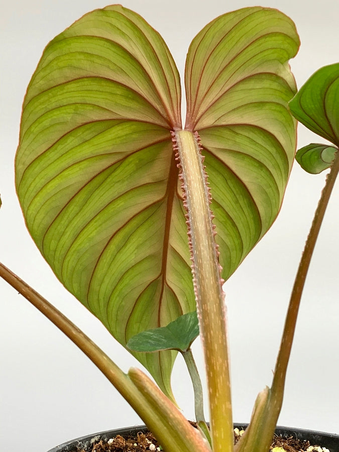 philodendron mamei juvenile Philodendron mamei (Selection 2) "Dark Silver Leaf"