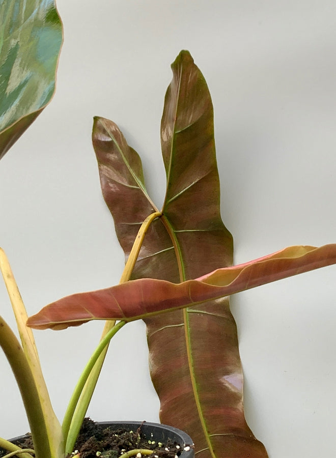 Philodendron atabapoense ''Big leaves'' (Large plant)