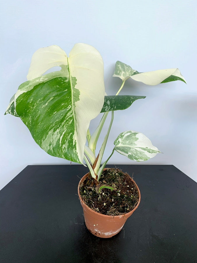 monstera deliciosa half moon Monstera deliciosa Variegata albo "Half Moon" (3 leaves)