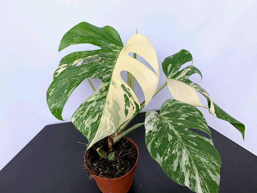 albo monstera half moon Monstera deliciosa Variegata albo "Half Moon" (3 leaves)