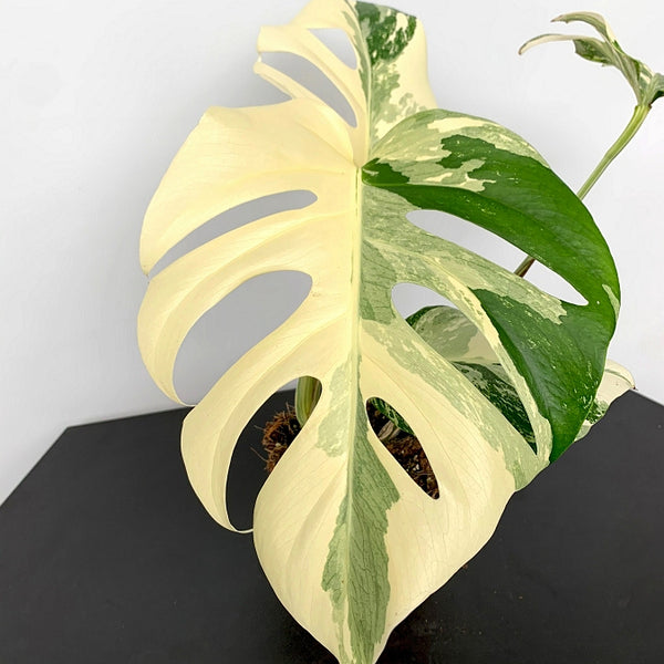Monstera deliciosa Variegata albo 