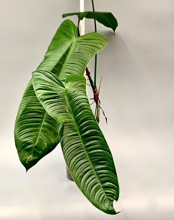 philodendron tenue vs sharoniae Philodendron sharoniae Mosquera (Medium Plant)