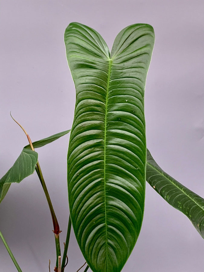 philodendron saxicola Philodendron sharoniae Mosquera (Medium Plant)