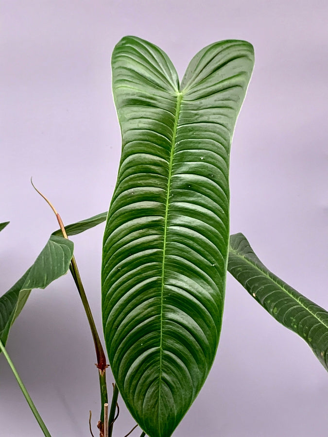 philodendron tenue vs sharoniae Philodendron sharoniae Mosquera (Medium Plant)