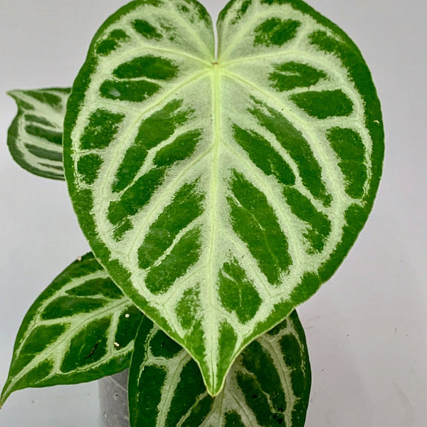 A*P様 Anthurium crystallinum✖️silver tige Anthurium crystallinum 