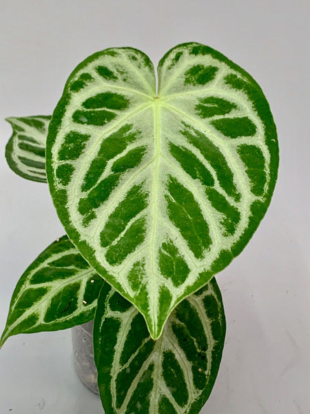 Anthurium crystallinum 