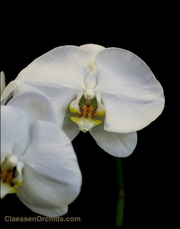 Phalaenopsis Formidablo No,9 (Big Flower) (Met keramiek grijze pot)