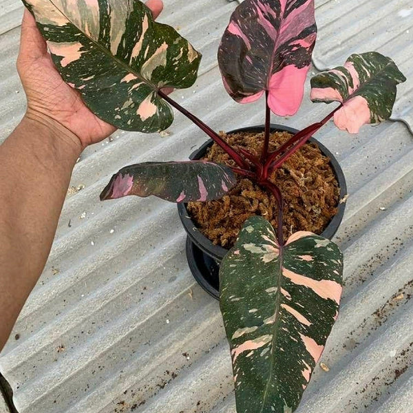 philodendron pink princess variegata Philodendron Pink Princess 