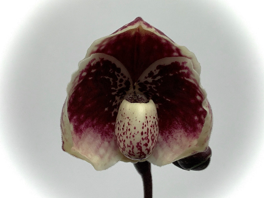 Paphiopedilum leucochilum ''Red Splash'' Select Single Plant