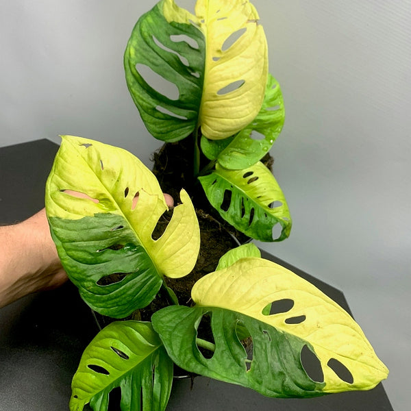 Monstera adansonii variegated aurea (4-5 Leaves)