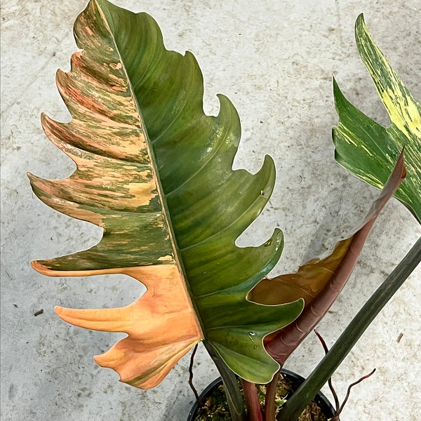 caramel marble philodendron price philippines Philodendron Caramel Marble (Leaf Cutting)
