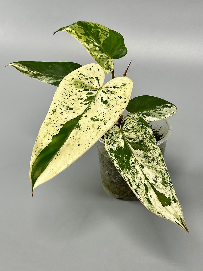 Philodendron ilsemanii (3 Leaves)