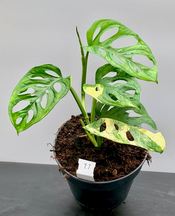 Monstera adansonii variegated aurea (green sprout)