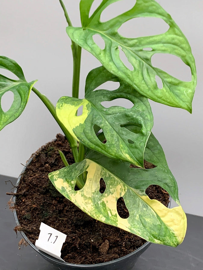 monstera adansonii green on green Monstera adansonii variegated aurea (green sprout)