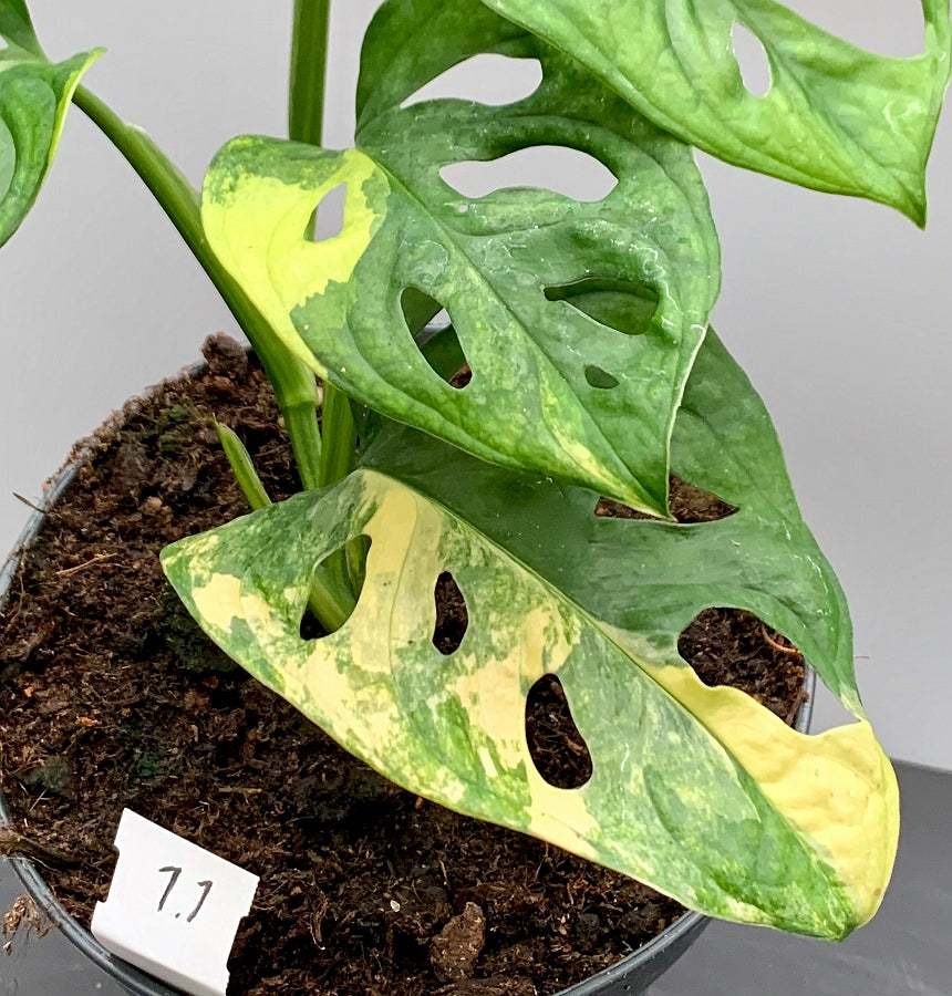 monstera adansonii variegata vergrünt Monstera adansonii variegated aurea (green sprout)