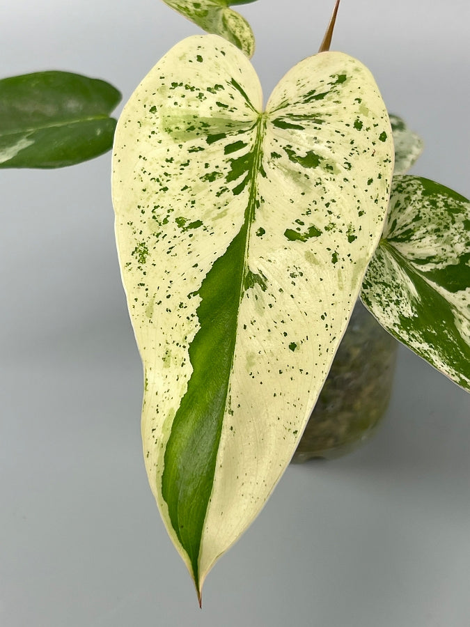 philodendron eichleri Philodendron ilsemanii (2 Leaves) Highly Variegated