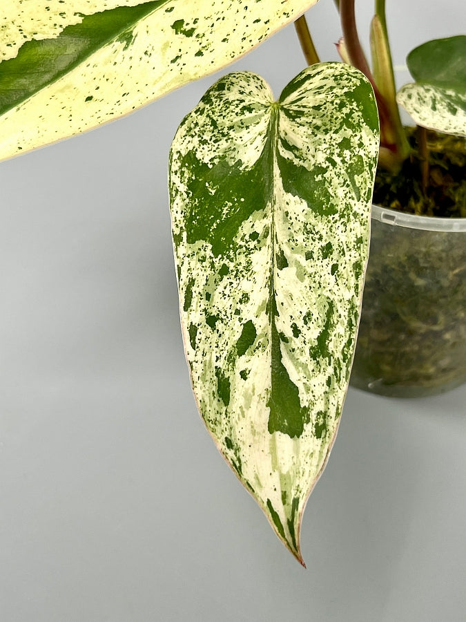 philodendron evansi Philodendron ilsemanii (2 Leaves) Highly Variegated