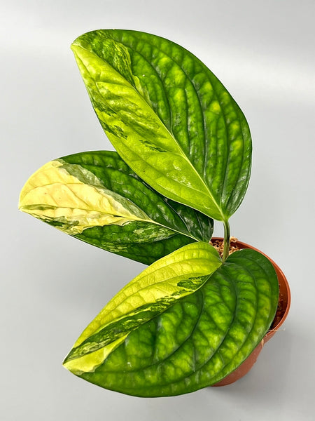 sized_img_7889_grande.jpg?v=