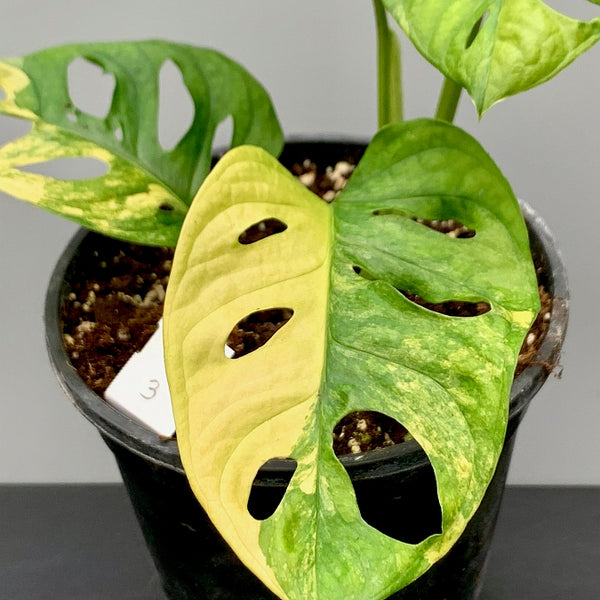 monstera adansonii variant Monstera adansonii variegated aurea "Half Moon" (4-6 Leaves)