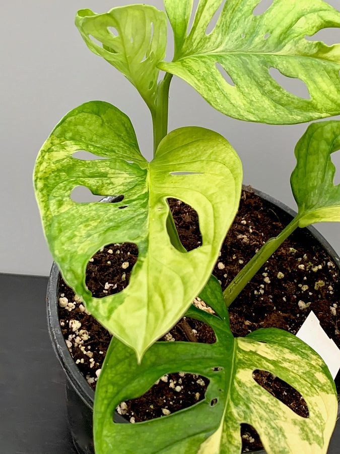 mosaic disease monstera adansonii Monstera adansonii variegated aurea "Half Moon" (4-6 Leaves)