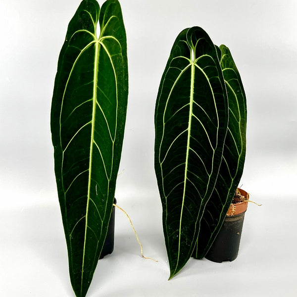 その他観葉植物 Anthurium warocqueanum dark narrow form Queen Anthurium Warocqueanum (Rare Aroid-Dark Form 2C)
