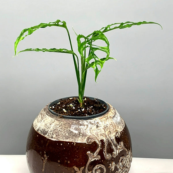 Monstera obliqua Peru (Wetstick Cutting)