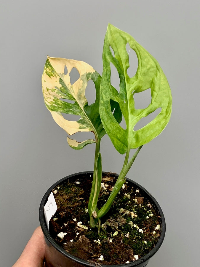 Monstera adansonii variegated aurea (Leaf cutting, with 2 new leaves and yellow stripes in the stem)