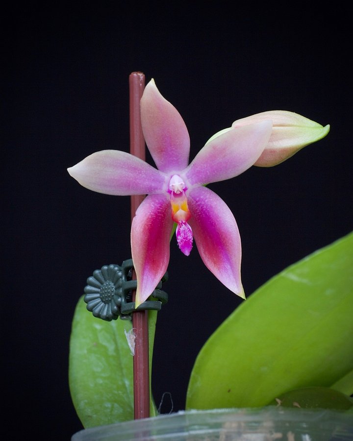 Phalaenopsis bellina alba x tetraspis