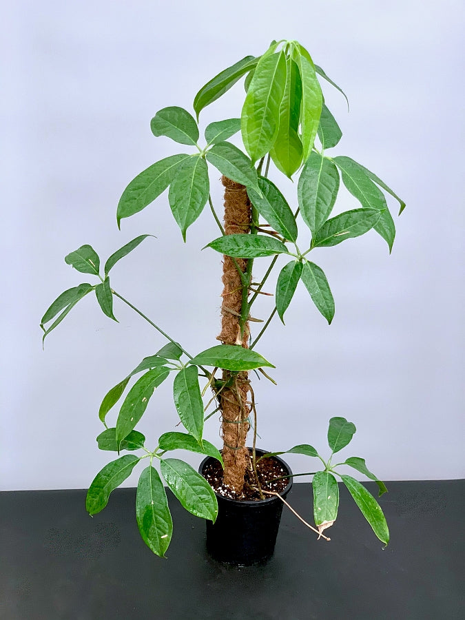 Anthurium pentaphyllum 'Costa Rica'