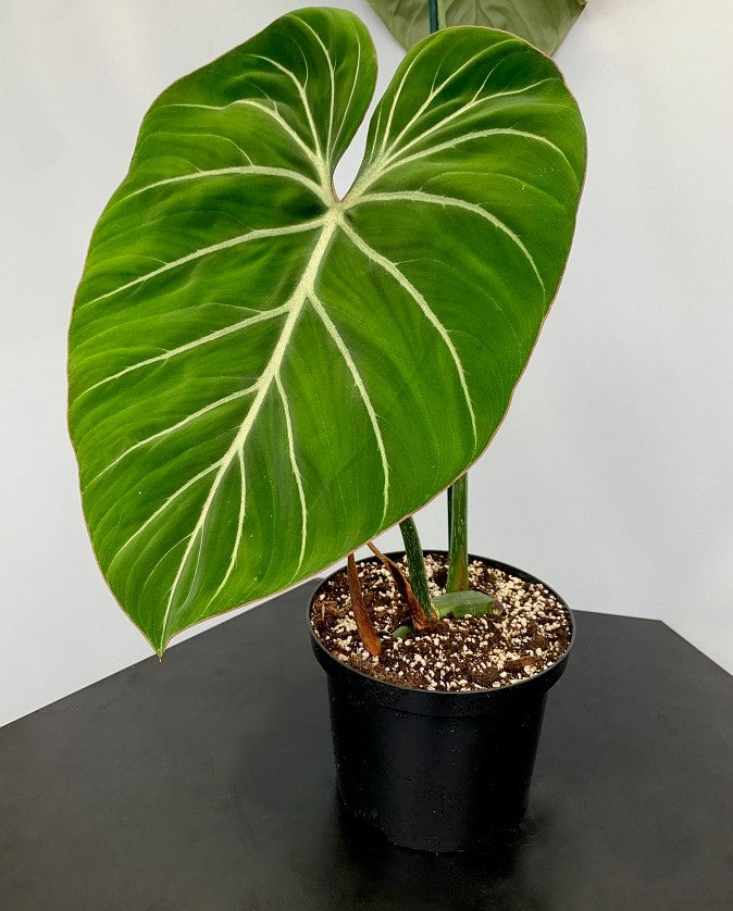 Philodendron gloriosum ''Compact Type" (1 Leaf Cutting)