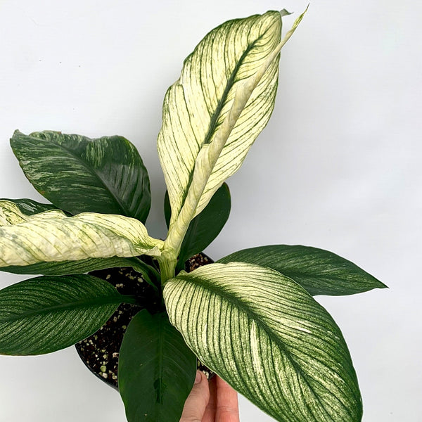 Spathiphyllum Wallisii Variegata