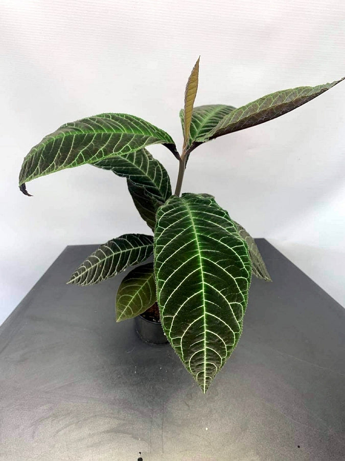 Ardisia gigantifolia "Silver"