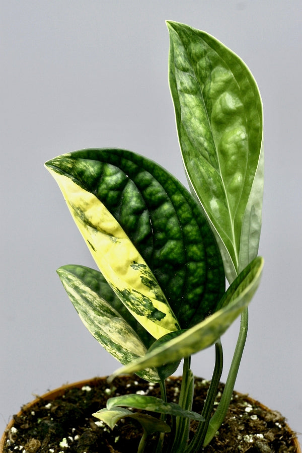 Monstera peru variegata