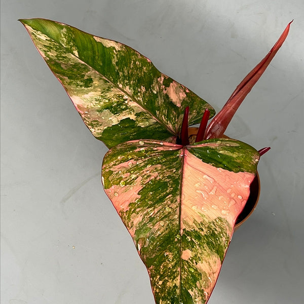 Philodendron strawberry shake (Selection 1)