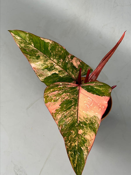 philodendron strawberry shake reverted Philodendron strawberry shake (Selection 1)
