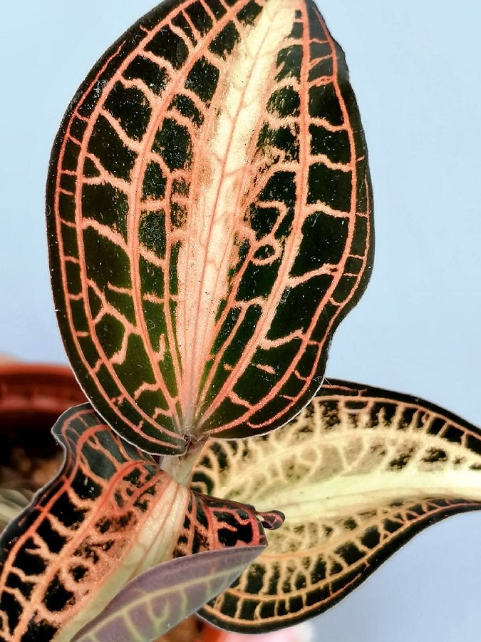 Anoectochilus albolineatus variegata