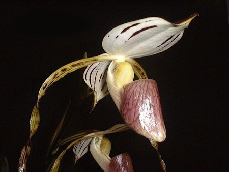 Paphiopedilum stonei "Prancer" x stonei "Humungous" (Nice Big Plant)
