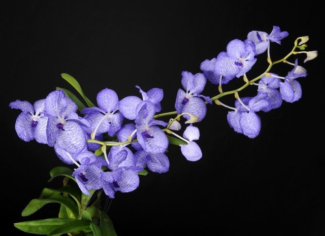 Vanda Colombo Vanda coerulea