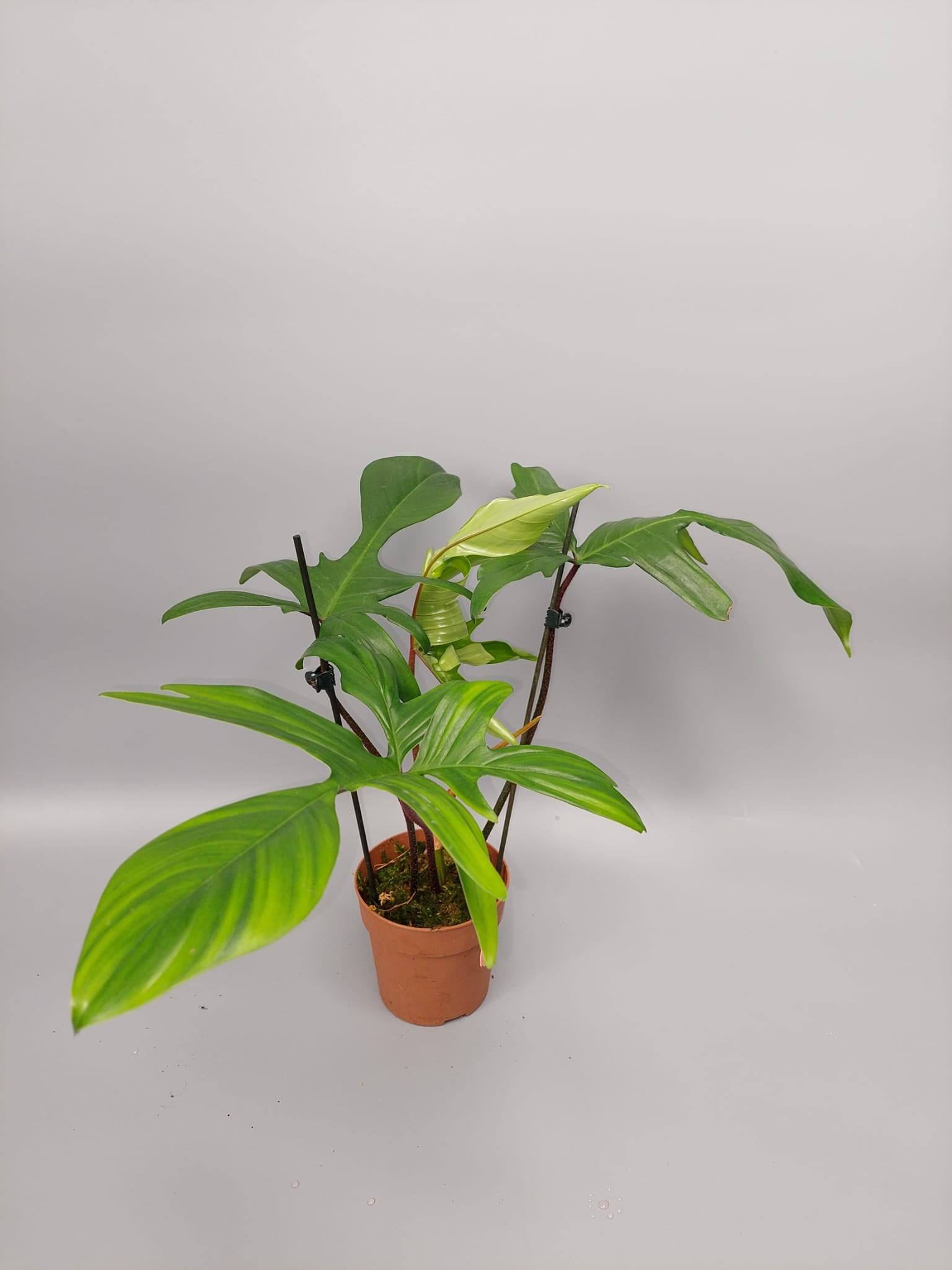 Philodendron Florida GREEN/Beauty