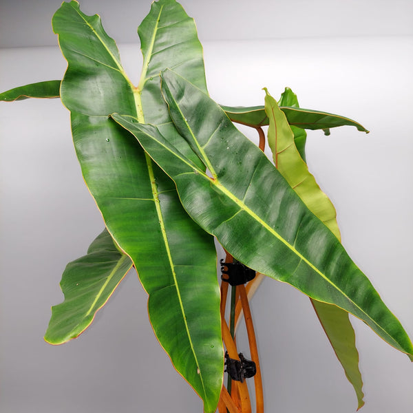 Philodendron billietiae GREEN/Variegata (Cutting)