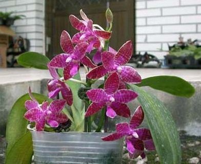 Phalaenopsis lueddemanniana “Big"